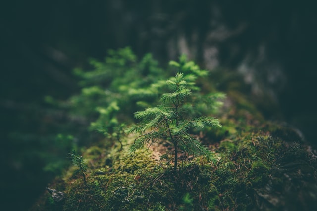 the unleashed power article about sustainable development